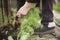 The process of pulling grass weeds from the ground