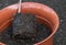 In the process of repotting a plant in a bigger pot - healthy root system. Young Cherimoya tree
