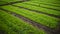 The process of rice seedlings, entering the rainy season