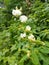 The process of snow pea flowers turning into snow peas