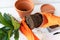 The process of transplanting a flowerpot-ficus lyrata. Hands holding a ficus transplant. Potted home plant ficus lyrata. Home