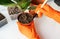 The process of transplanting a flowerpot-ficus lyrata. Hands holding a ficus transplant. Potted home plant ficus lyrata. Home