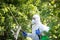 The process of treating plants with pesticides. Farmer in protective suit and mask walking trough orchard with pollinator machine