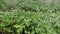 the process of watering green beds parsley herb by a farmer in a vegetable garden close-up