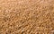 Processed organic wheat grains texture background