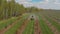 Processing of an apple orchard. A green tractor in an apple orchard. Spraying the garden with a tractor. Tractor sprays