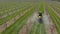 Processing of an apple orchard. A green tractor in an apple orchard. Spraying the garden with a tractor. Tractor sprays