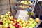 A processing of apples for fresh juice production. Food and healthy drinks