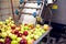 A processing of apples for fresh juice production. Food and healthy drinks