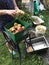 Processing of apples for juice production.