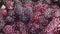 Processing of frozen ripe blackberries.