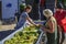 Processing harvested grapes.