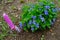 Processing of the soil at a violet bush