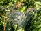 Procession caterpillar nest on the treen trunk of an oak tree