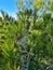 Processionary caterpillars living in a pine tree, one of the most destructive and harmful species to pines and cedars,