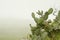 Prockly pear cactus, nopal, in a foggy environment