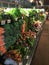 Produce aisle at organic grocery store