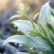 produce a close up view of a plant bending gracefully in the breeze against a picturesque backdrop