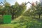 Produce crates ready for harvesting persimmon fruit