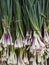 Produce - organic green onions background