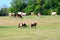 Producing of Comte cheese in lower Jura, France, Montbeliards or French Simmental cows herd grazing on green pasture in summer