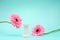 Product display with white roman column in minimalism style with pink gerbera flower on blue background background