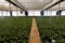 Production and cultivation flowers and plants for garden in greenhouse