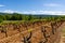 Production of rose, red and white wine in Luberon, Provence, South of France, vineyard on ochres in early summer