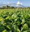 PRODUCTION TOBACCO SEEDS  