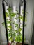 A productive hydroponic garden with lettuce, herb and vegetables in a home in Orlando, Florida
