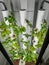 A productive hydroponic garden with lettuce, herb and vegetables in a home in Orlando, Florida