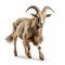 Professional 8k Uhd Photo Of A Goat With Large Horns On White Background
