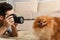 Professional animal photographer taking picture of beautiful Pomeranian spitz dog at home