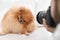 Professional animal photographer taking picture of Pomeranian spitz dog indoors, closeup