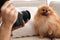 Professional animal photographer taking picture of Pomeranian spitz dog indoors, closeup