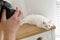 Professional animal photographer taking picture of white cat indoors, closeup