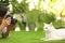 Professional animal photographer taking picture of white cat outdoors, closeup