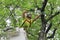 Professional Arborist Working in Crown of Large Tree