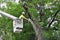 Professional Arborist Working in Crown of Large Tree