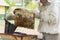 professional beekeeper in protective workwear inspecting honeycomb frame at apiary. beekeeper harvesting honey