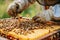 A professional beekeeper working on collecting honey from beehives