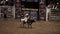 Professional Bull Rider tournament on Madison Square Garden