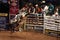 Professional Bull Rider tournament on Madison Square Garden