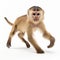 Professional Capuchin Monkey Photo: Brown Monkey In Motion On White Background