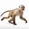 Professional Capuchin Monkey Photo: Full Body In Motion On White Background