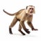 Professional Capuchin Monkey Photo In Full Body Movement - 8k Uhd