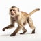 Professional Capuchin Monkey Photo: Full Body, White Background, Realistic 8k Uhd