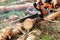 Professional chainsaw close up, logging. Cutting down trees, forest destruction. The concept of industrial destruction of trees,