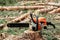 Professional chainsaw close up, logging. Cutting down trees, forest destruction. The concept of industrial destruction of trees,