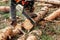 Professional chainsaw close up, logging. Cutting down trees, forest destruction. The concept of industrial destruction of trees,